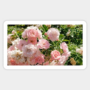 Paris Pink Rose Bush Sticker
